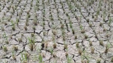 El Nino 'nun etkileri pirinç tarlalarını kurutuyor ve çatlatıyor.
