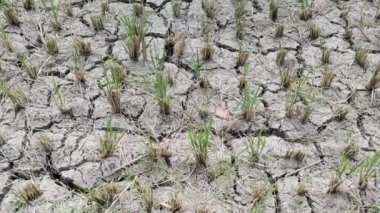 El Nino 'nun etkileri pirinç tarlalarını kurutuyor ve çatlatıyor.