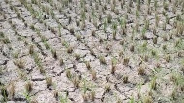 El Nino 'nun efektleri pirinç tarlalarını kurutur ve çatlatır.