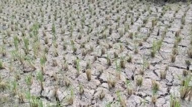 El Nino 'nun efektleri pirinç tarlalarını kurutur ve çatlatır.