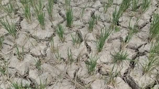 厄尔尼诺的影响使稻田干裂 — 图库视频影像