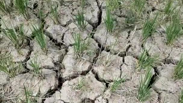 Влияние Эль Ниньо Делает Рисовые Поля Сухими Потрескавшимися — стоковое видео
