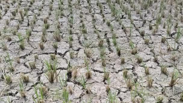 Влияние Эль Ниньо Делает Рисовые Поля Сухими Потрескавшимися — стоковое видео