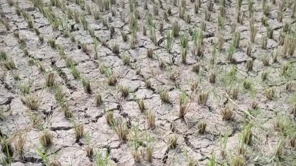 报道说 厄尔尼诺的影响使稻田干裂 — 图库视频影像