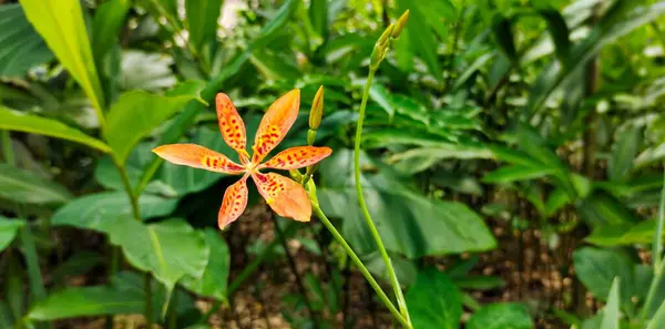 Iris Domestica或Brojo Latitude 通常被称为牙买加花 Jamaka Flower 属于伊里奇科 Iridaceae — 图库照片