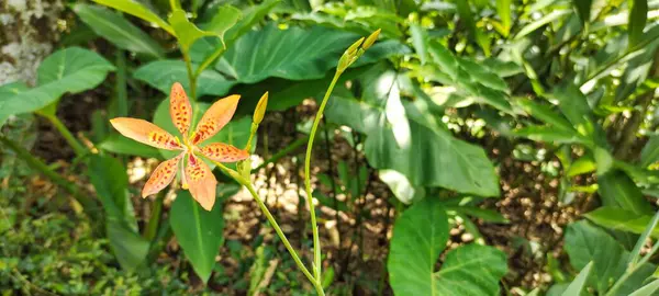 Iris domestica veya Brojo enlemi, genellikle Jamaka Çiçeği olarak adlandırılır, Iridaceae ailesine aittir..