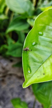 Stomoxys calcitrans 'ın seçici odak noktası genellikle ahır sineği veya ısıran ev sineği olarak adlandırılır.