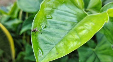 Stomoxys calcitrans genellikle ahır sineği ya da sinek ısırığı olarak adlandırılır. Muscidae familyasının diğer üyelerinin aksine Stomoxys Calcitrans memelilerin kanını emiyor..