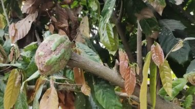 Theobroma kakao, çikolata yapımında kullanılan meyve üreten bir bitkidir. Kakao çekirdeği adı verilen tohumlar çeşitli çikolata ürünlerinde işlenir..