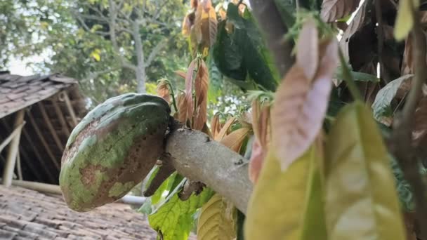 Theobroma Cacao Växt Som Producerar Frukt Som Används För Att — Stockvideo