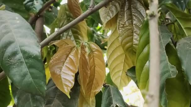 風に吹かれるブロマカオの葉の映像 ブロマカカオは チョコレートを作るために使用される果物を生産する植物です カカオ豆と呼ばれる種子は 様々な種類のチョコレート製品に加工されています — ストック動画
