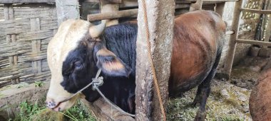 Kahverengi inek suratı. Ağılda saman yiyen bir ineğin yakın plan portresi. Cava sığır yetiştiriciliği endüstrisi, Endonezya.