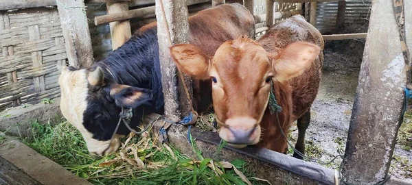 Kahverengi inek suratı. Bir ağılda saman yiyen iki ineğin yakın plan portresi. Cava sığır yetiştiriciliği endüstrisi, Endonezya.