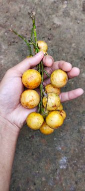 A Man holds Kepundung or Menteng fruit, scientifically known as Baccaurea Racemosa, is a fruit plant native to Southeast Asia. Often found in Indonesia, Malaysia, Thailand and Brunei Darussalam. clipart