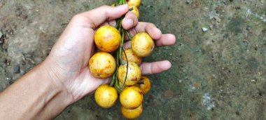 A Man holds Kepundung or Menteng fruit, scientifically known as Baccaurea Racemosa, is a fruit plant native to Southeast Asia. Often found in Indonesia, Malaysia, Thailand and Brunei Darussalam. clipart