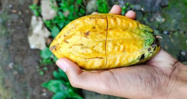 Kakao kabukları tutan adam. Theobroma kakao çikolata yapımında kullanılan bir bitkidir. Kakao çekirdeği adı verilen tohumlar her türlü çikolata ürününde işlenir..