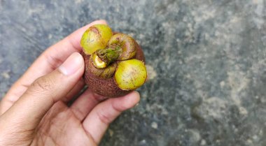 Olgun yerel Endonezya mangosu meyvesi tutan bir adam, kahverengi.