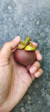 Ressam olgun bir Endonezya yerel mangosu meyvesi tutuyor, kahverengi..