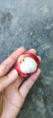 Açık bir Endonezya mangosu meyvesi tutan bir adamın portresi. Eti beyaz, teni kahverengi.. 