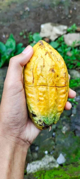 Man holding cocoa pods. Theobroma cacao is a plant used to make chocolate. The seeds, called cocoa beans, are processed into all kinds of chocolate products.