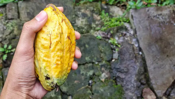 Man holding cocoa pods. Theobroma cacao is a plant used to make chocolate. The seeds, called cocoa beans, are processed into all kinds of chocolate products.
