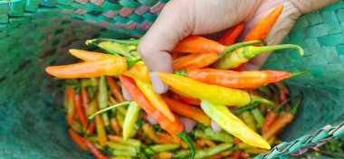 Pirinç tarlasında kırmızı biber tutan bir adam. Chili veya Capsicum Annum tropikal iklimlerde iyi yetişir.