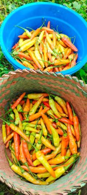 Pirinç tarlalarından toplanan kırmızı biber ya da biber Annuum.. 