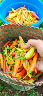 Pirinç tarlalarından toplanan kırmızı biber taşıyan bir adamın portresi. Chili veya Capsicum Annuum günlük yemeklerin ana bileşenlerinden biridir..