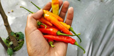 Pirinç tarlasında kırmızı biber tutan bir adamın yüksek açılı görüntüsü. Chili veya Capsicum Annum tropikal iklimlerde iyi yetişir.