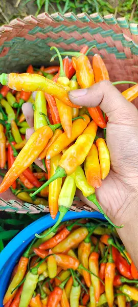 Pirinç tarlasında kırmızı biber tutan bir adamın yakın görüntüsü. Chili veya Capsicum Annum tropikal iklimlerde iyi yetişir.