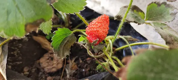 Fragaria Ananassa 'nın yakın görüntüsü ya da evin yanındaki tencerede olgun görünen çilek meyvesi.