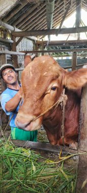 Merkez Java, Endonezya - 14 Mart 2024: Yetişkin bir adam çok büyük bir kahverengi inek tutuyor, bu inek Müslüman bayramında kurban olarak kullanılacak..