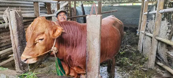 Magelang, Endonezya - 20 Nisan 2024: Kahverengi inek büyük, neredeyse yetişkin bir insandan daha uzun. Bu inek Müslüman Kurban Bayramı 'nda kurban olarak kullanılmak üzere satılacak..