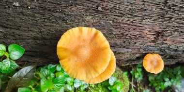 Flammulina Velutipes ölü karaağaçlarda yetişir ve insan kullanımı için de yetiştirilir..