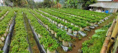 Magelang, Endonezya - 23 Haziran 2024: Çilek bitkileri, yeşil çilek tarlası manzarası. Organik bahçedeki çilek tarlaları. Tarım konsepti imajı. Bahçede hasat mevsimi