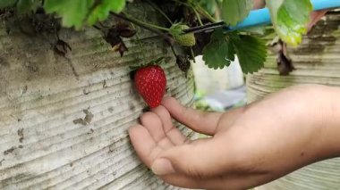 Küçük bir makasla olgun çilek toplayan birinin yakın görüntüsü.