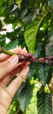 Kahve ağacında olgun kahve kirazları el ele tutuşur..