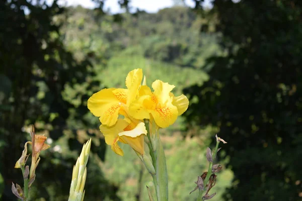 Hermoso Amarillo Canna Lily Campo Verde — Foto de Stock