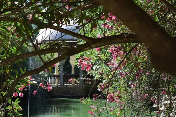 Alberi Fiori Rosa Parco Siviglia Spagna — Foto Stock