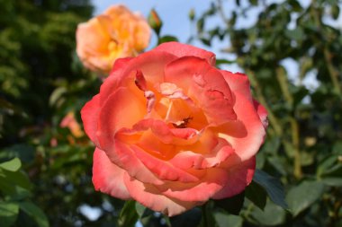 Pembe turuncu bir güle yakın.