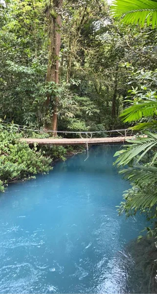 Piękny Widok Las Tropikalny Drzewami Zielonej Dżungli Kostaryki — Zdjęcie stockowe