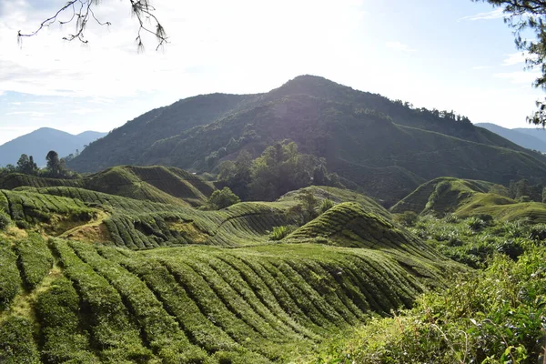 马来西亚卡梅隆高地茶田的美景 — 图库照片