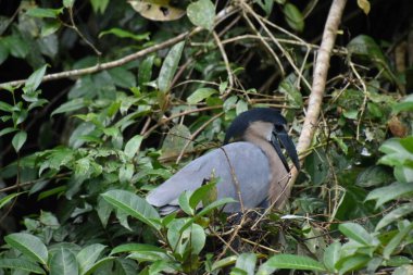 Kosta Rika 'da balıkçıl teknesi yetiştiriliyor.
