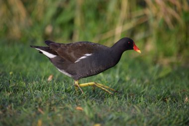 Hollanda 'da yiyecek arayan bir Moorhen' in yakınında.