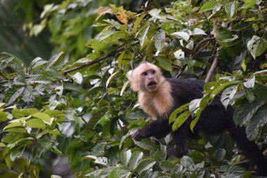 Bu fotoğraf, bir grup maymun birbirleriyle konuşurken çekildi.
