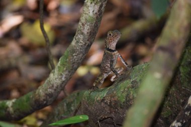 Kamuflajlı kertenkele Malezya 'da bir ağaç dalında oturuyor.