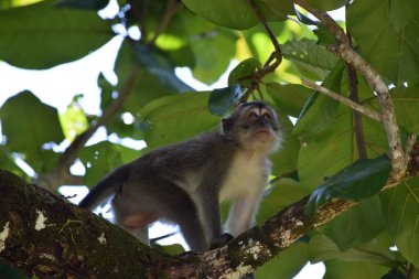 Malezya 'nın Borneo ormanında bir ağaç dalında yürüyen Macaque.