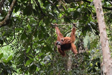 Orangutan ve gençliği Malezya ormanına tırmanıyor.
