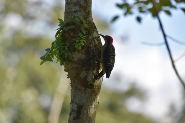 Чёрный Дятел Дереве Коста Рике — стоковое фото