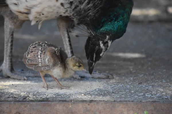 Anne Peacock ve pilici Lizbon, Portekiz 'de.